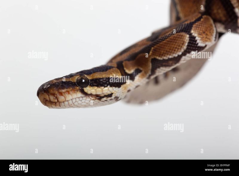 Royal Python Python Regius Stock Photo Alamy - Stunning Space Texture - Ultra HD