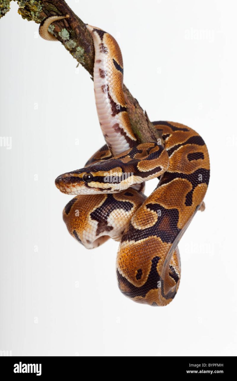 Royal Python Python Regius Coiled Stock Photo Alamy - Gorgeous Colorful Art - Full HD