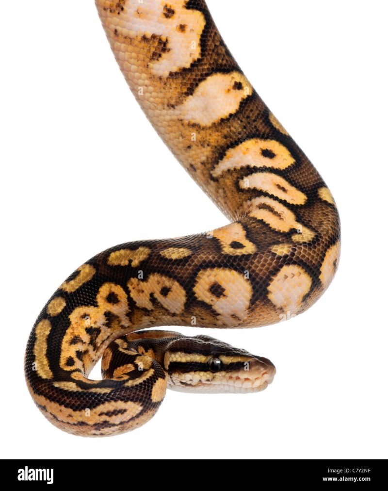 Super Phantom Ball Python Or Royal Python Python Regius Male Stock - 8K Landscape Designs for Desktop