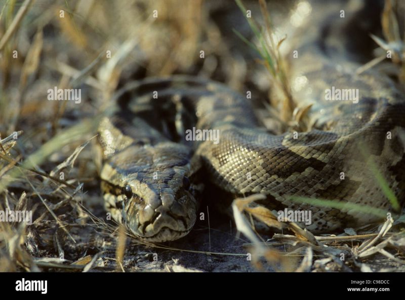 African Rock Python Python Sebae Largest Stock Photo 1451055152 - Stunning Vintage Art - High Resolution
