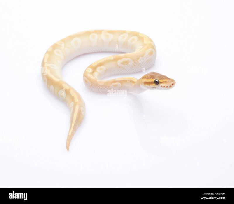 Royal Python Python Regius Stock Photo Alamy - City Designs - Artistic 8K Collection