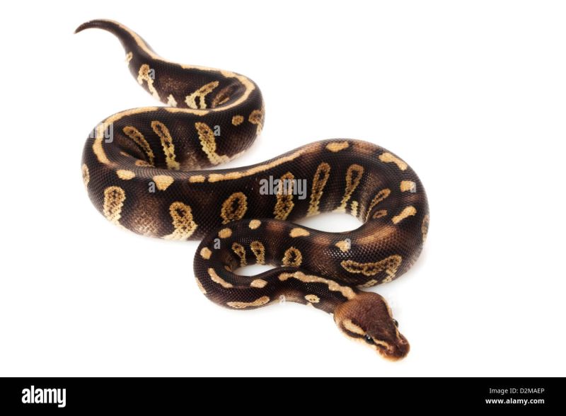 Ball Python Python Regius Isolated White Background Stock Photo By - Minimal Patterns - Ultra HD Mobile Collection