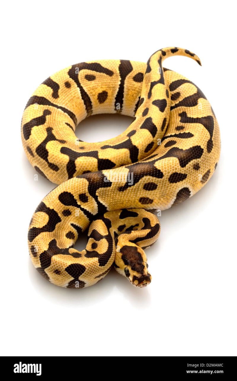 Ball Python Python Regius Isolated On A Black Background Stock Photo - Download Amazing Nature Picture | Ultra HD