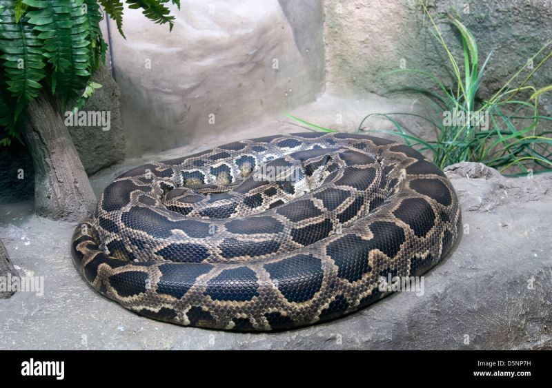 Tiger Python Python Molurus Stock Photo Alamy - Gorgeous Retina Gradient Pictures | Free Download