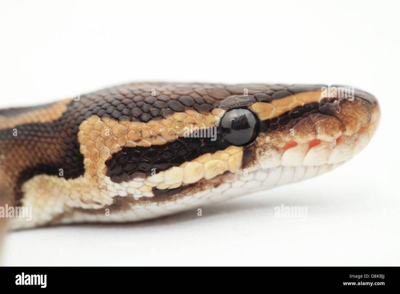 Closeup Of Head Of The Royal Python Or Ball Python Python Regius Stock - Premium Ocean Photo Gallery - Ultra HD