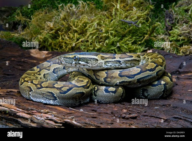 African Python Water Python African Rock Python Python Sebae - Download High Quality Landscape Photo | 4K