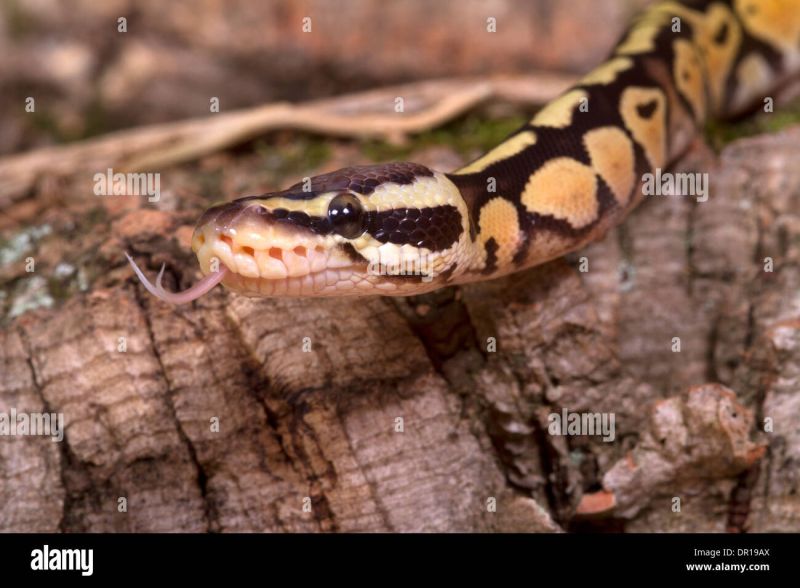 Reptiles Amphibians Fish Piebald Royal Python Python Regius - Abstract Image Collection - Mobile Quality