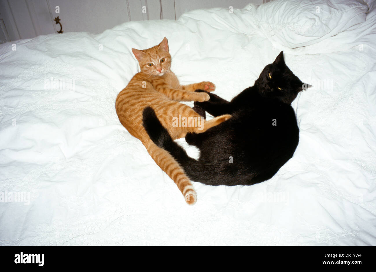 Ginger cat & black cat on bed stock photo