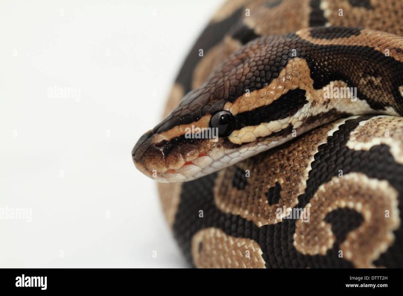 Ball Python Royal Python Python Regius Up Close And Resting On A - Vintage Picture Collection - HD Quality