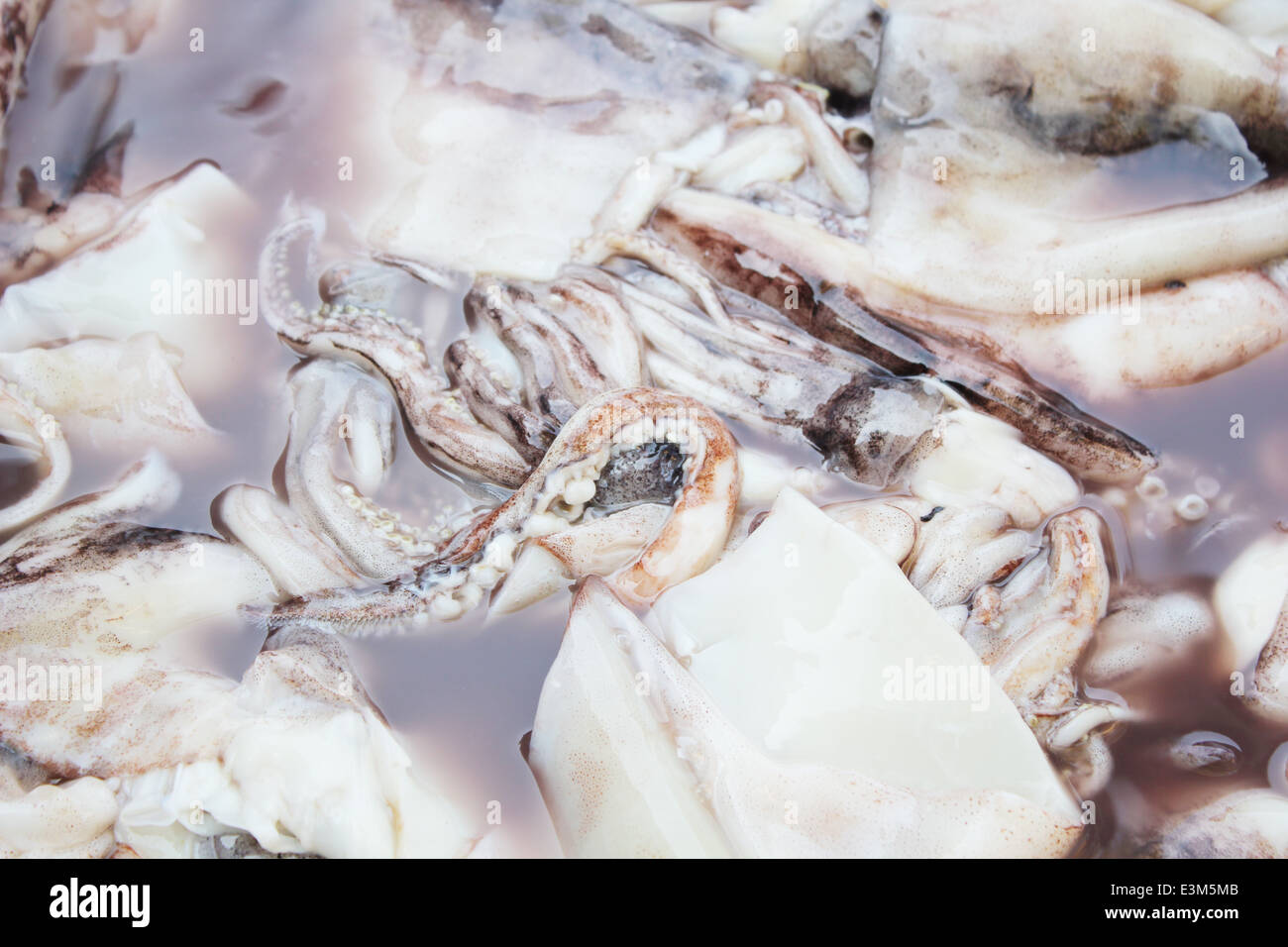 Squid for cooking stock photo