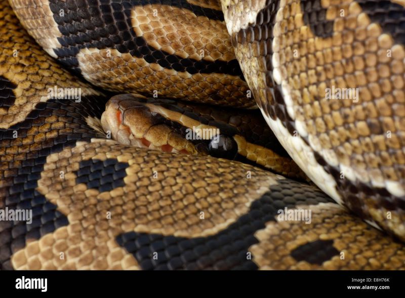 Royal Python Python Regius Partial View Stock Photo Alamy - Mobile Space Photos for Desktop