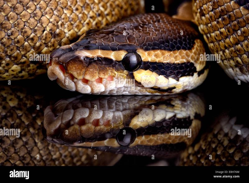 Python Royal Python Leather Background Python Regius Stock Photo - Download Stunning Nature Texture | Full HD