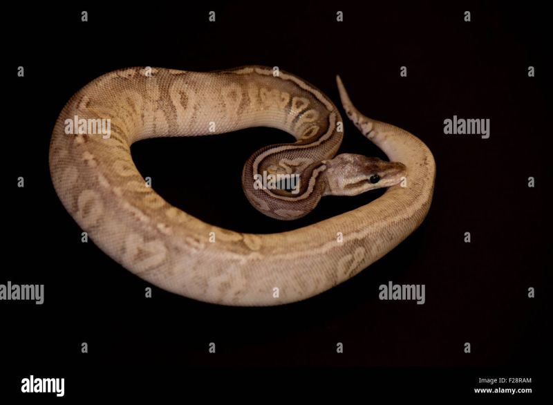 Ball Python Python Regius Isolated On A Black Background Stock Photo - Download Incredible Sunset Texture | HD