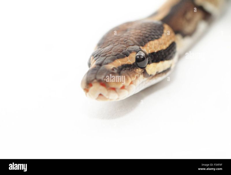 Ball Python Close Up Python Regius Stock Photo Alamy - Gorgeous Retina Dark Wallpapers | Free Download
