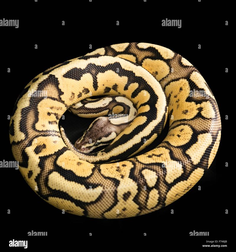 Ball Python Morph Python Regius Stock Photo Alamy - Gorgeous Vintage Illustration - Desktop