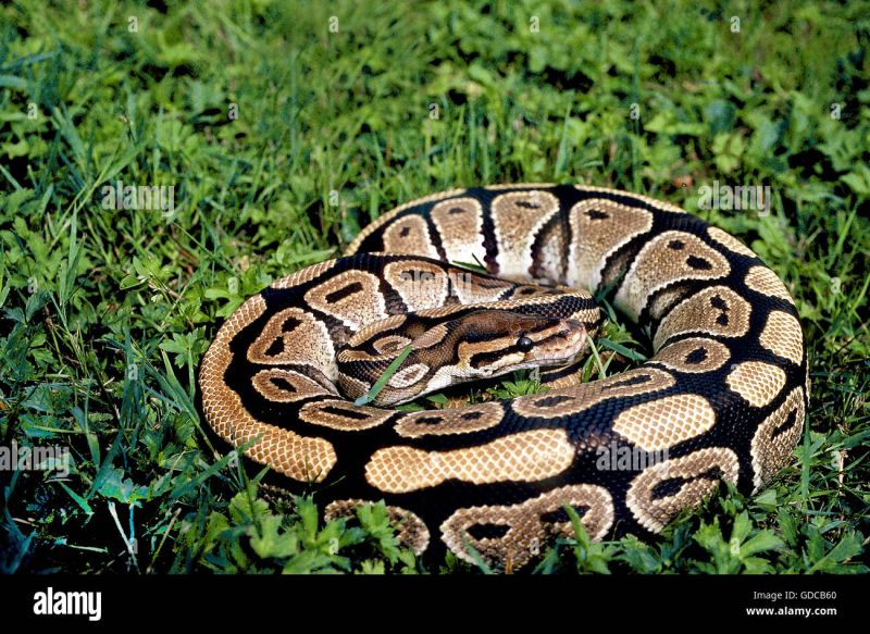 Royal Python Python Regius Stock Photo Alamy - Professional Sunset Picture - 8K