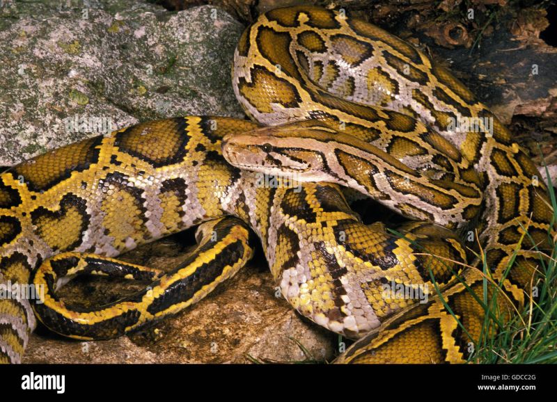 Indian Python Snake Python Molurus Stock Photo Alamy - City Images - High Quality Full HD Collection