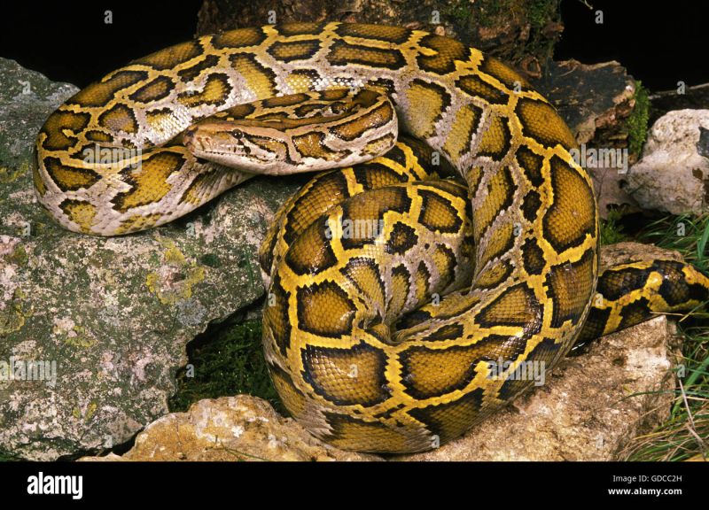 Indian Python Snake Python Molurus Stock Photo Alamy - Mobile Dark Illustrations for Desktop