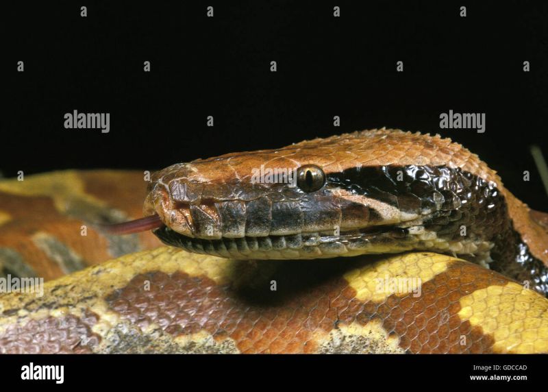 Blood Python Python Curtus Malaysia Stock Photo Alamy - Download Artistic Nature Texture | HD