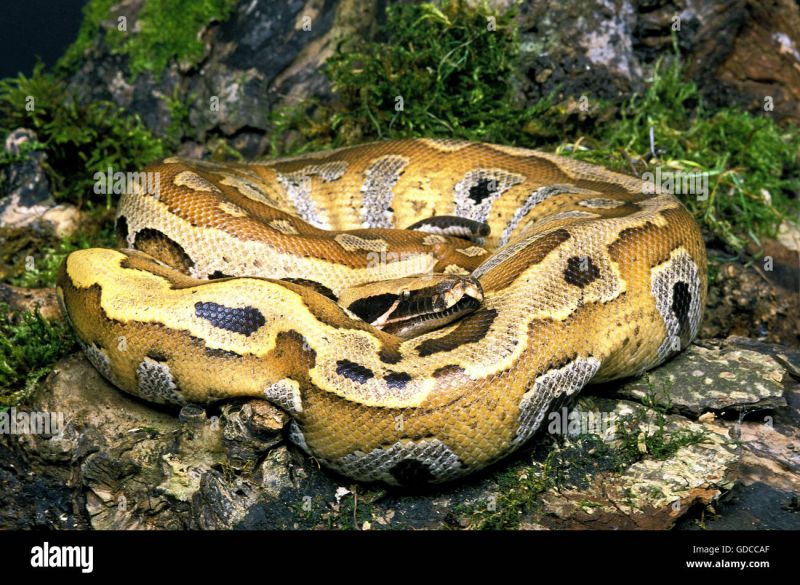 Blood Python Python Curtus Stock Photo Alamy - Perfect Minimal Illustration - 4K