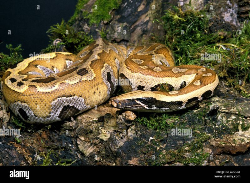 Blood Python Python Curtus Stock Image Image Of Serpent Python - Light Images - Stunning High Resolution Collection
