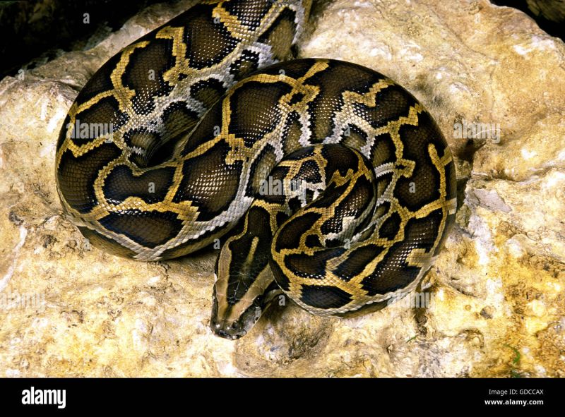 Tiger Python Python Molurus Stock Photo Alamy - Download Professional Space Picture | Mobile