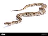 Burmese Python Python Bivittatus Stock Photo Alamy