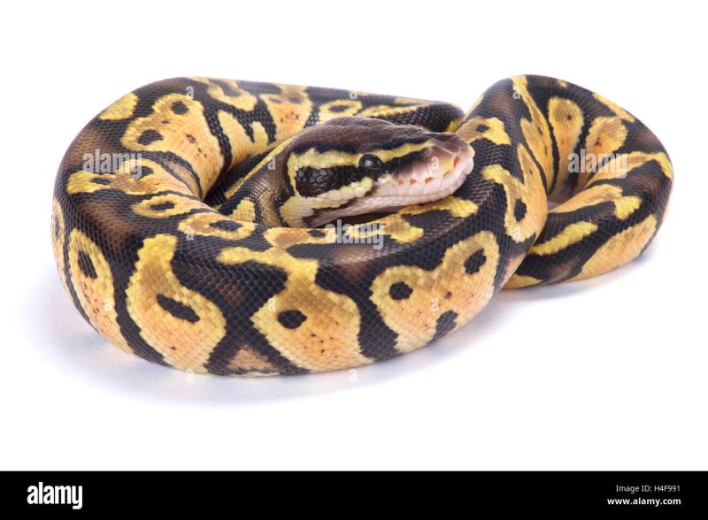 Pet Ball Python Stock Photo Alamy - Dark Illustration Collection - High Resolution Quality