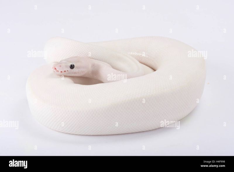 Ball Python Python Regius Leucistic Stock Photo Alamy - Abstract Background Collection - HD Quality