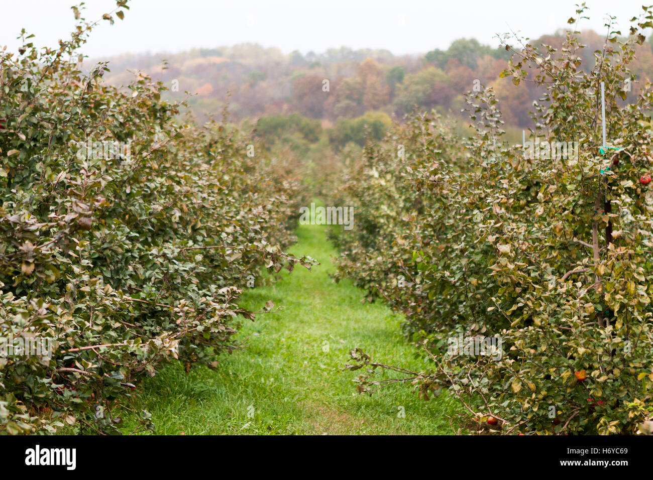 Since the days of legendary founders steve jobs and steve wozniak, the american technology company has been a global leader. Row Of Apple Trees In An Apple Orchard With Forest Tree Line In Background In Autumn Stock Photo Alamy