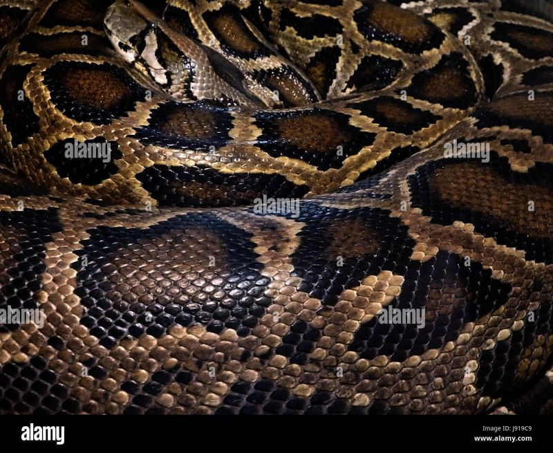 Striped Royal Python Python Regius Stock Photo Alamy - Gradient Texture Collection - Full HD Quality
