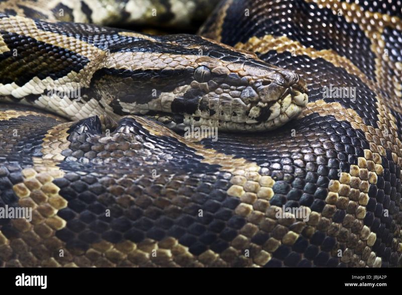 Dunkler Tigerpython Burmese Python Python Molurus Bivittatus Stock - Premium Minimal Picture Gallery - Full HD