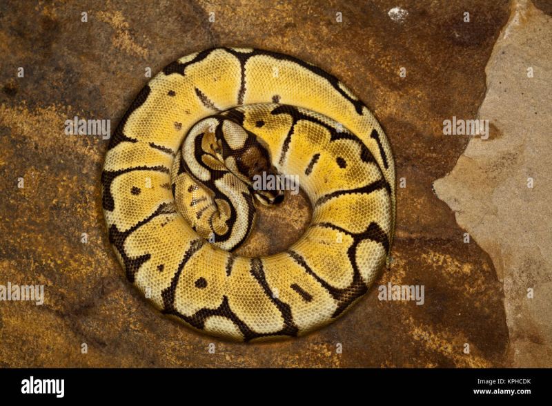 Ball Python K Nigspython Python Regius Colour Morph Stock Photo - Ultra HD Space Backgrounds for Desktop