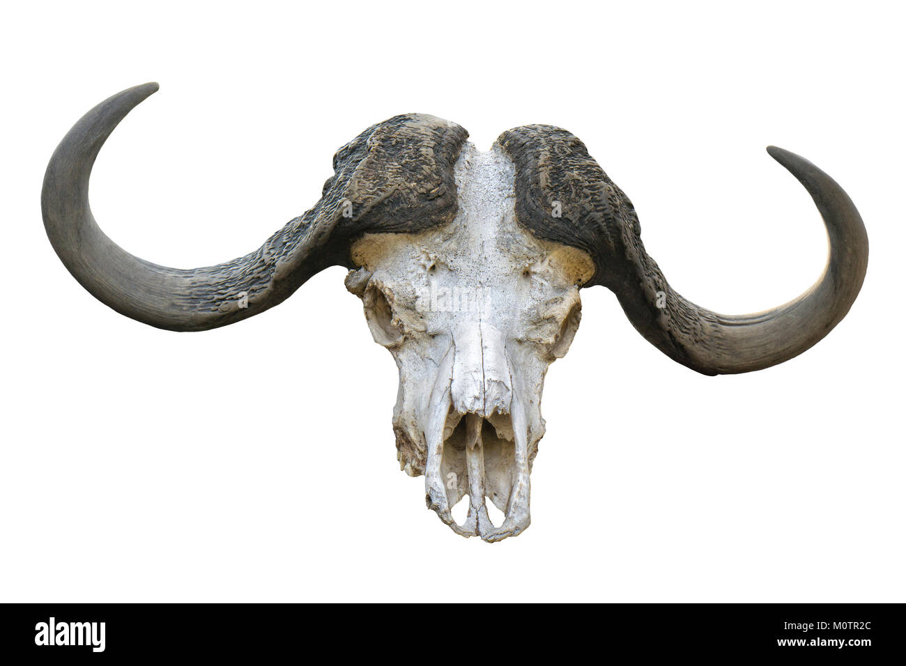 Buffalo Horn Cut Out Stock Images & Pictures - Alamy 956_x_1300_jpg