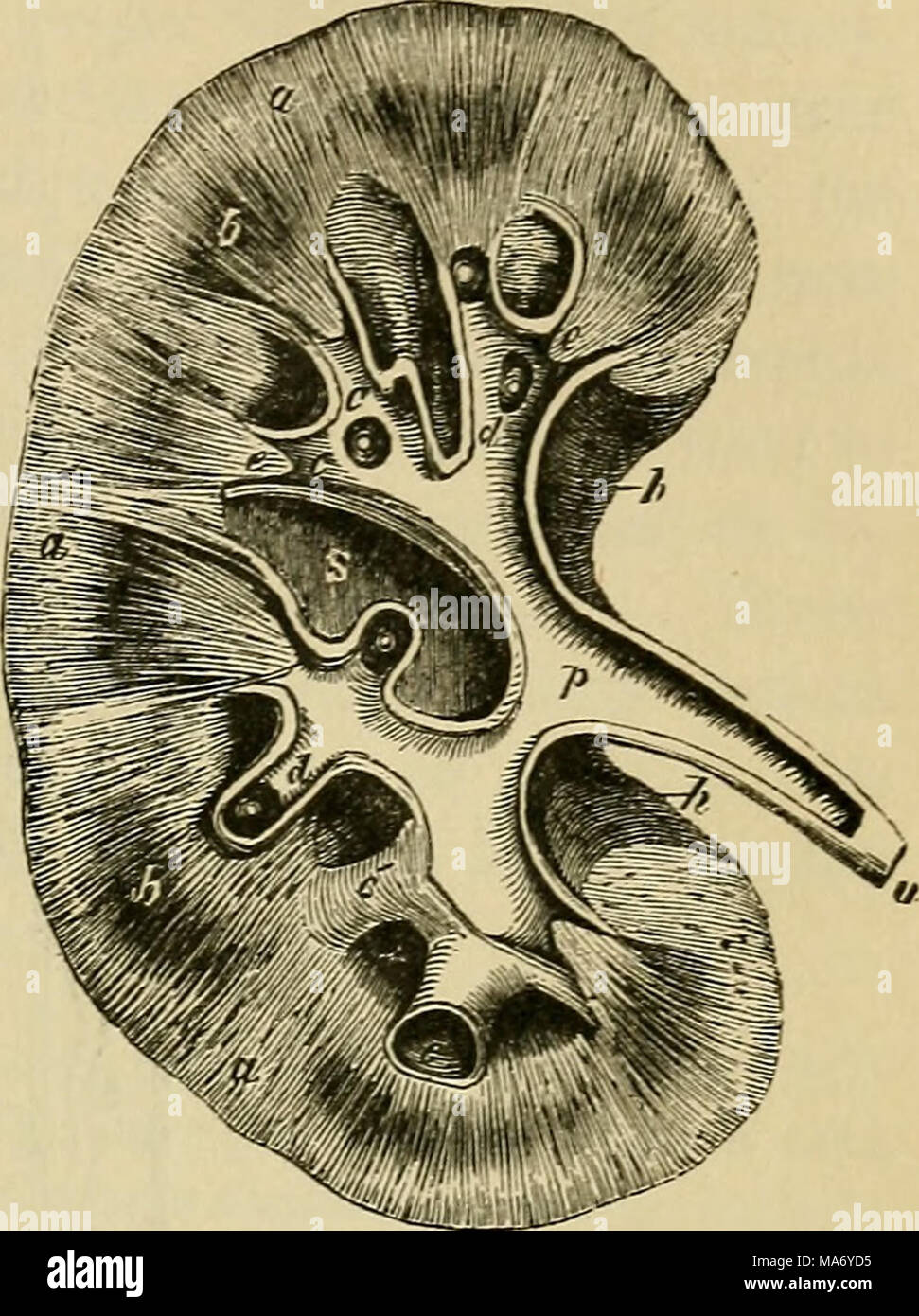 To investigate a possible link to the development of dementia in older people who have undergone ga, we analyzed nationwide representative cohort sample data from the korean national health insurance service. Longitudinal Section Kidney High Resolution Stock Photography And Images Alamy