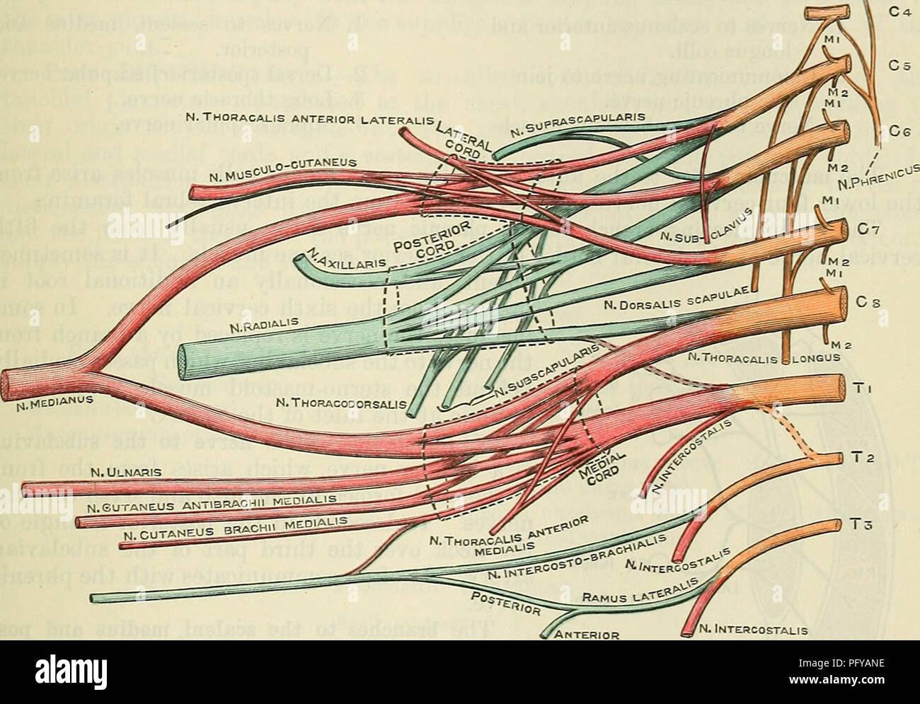 The sciatic nerve is the largest nerve in your body. Cunningham S Text Book Of Anatomy Anatomy Beachial Plexus 701 Nerves Are Nearly Equal In Size The Posterior Trunk Of The Eighth Cervical Nerve Is Much Smaller The Posterior Trunk Of The First
