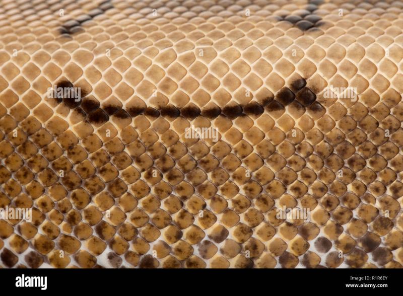 Spinner Royal Python Ball Python Python Regius 2 Years Old In Front - Classic High Resolution Geometric Pictures | Free Download