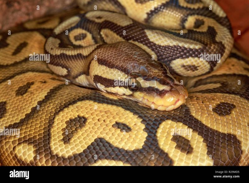 Guess That Ball Rescue Python Regius Unknown Age Morph Ball Pythons - Amazing Colorful Image - 4K