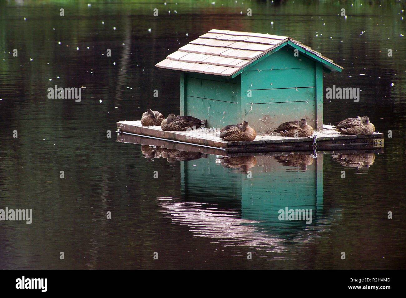 Entenhausen hi-res stock photography and images