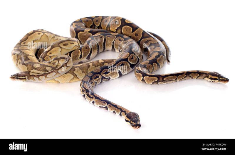 Python Regius Nejlevn J Knihy - High Resolution Light Pictures for Desktop