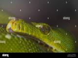 Green Tree Python Stock Photo Alamy