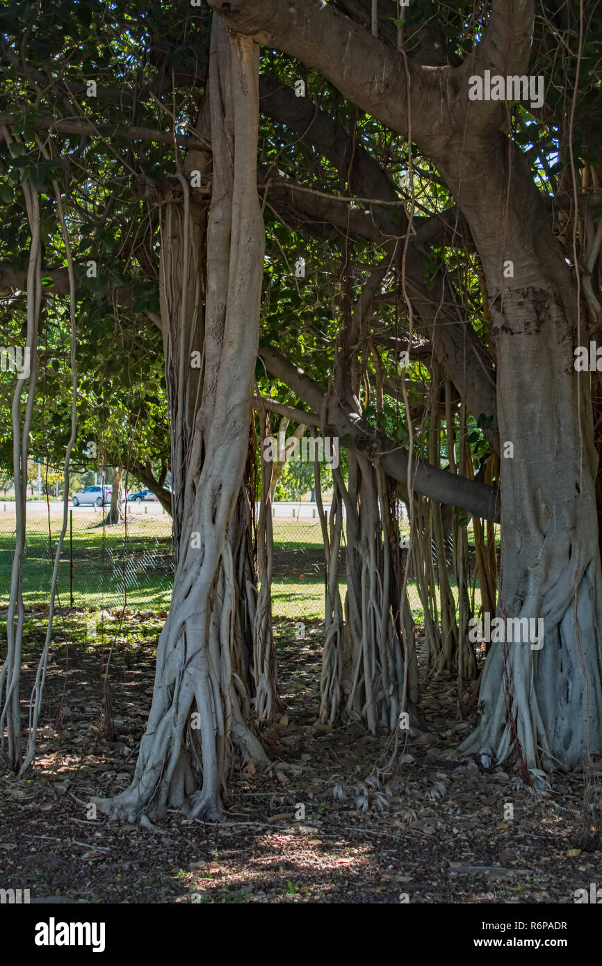 Artificial 6ft Weeping Fig Tree Artplants