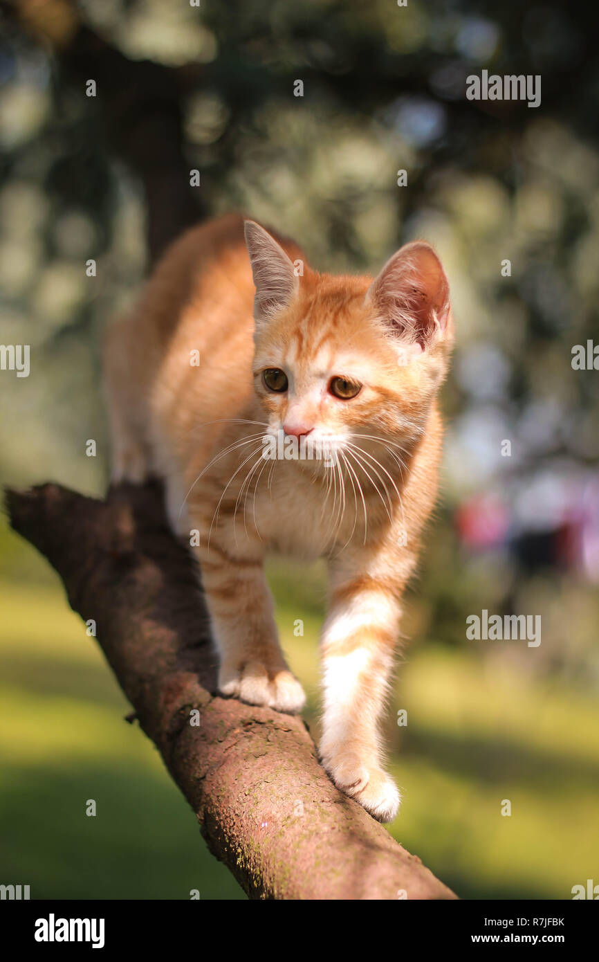 Cat in the tree stock photo