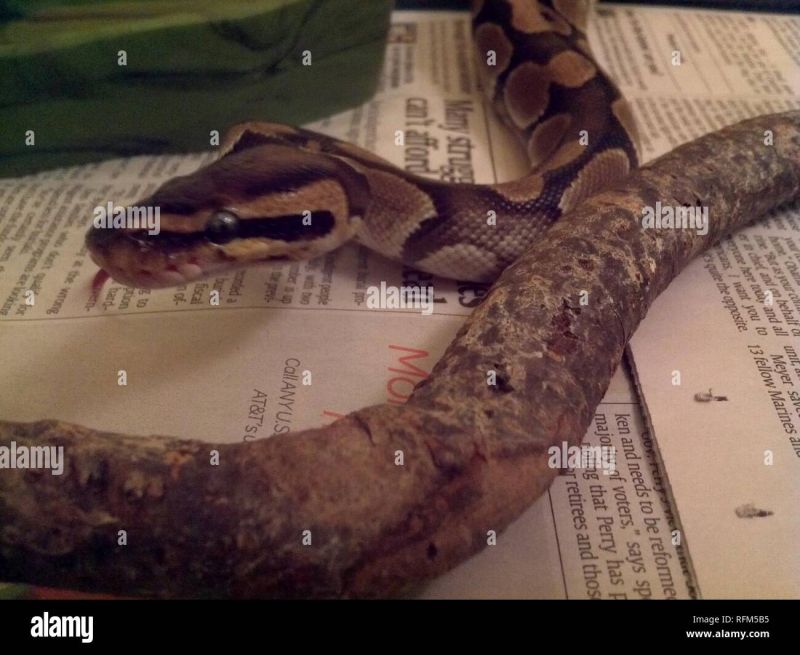 Normal Ball Python Python Regius - Retina Geometric Designs for Desktop