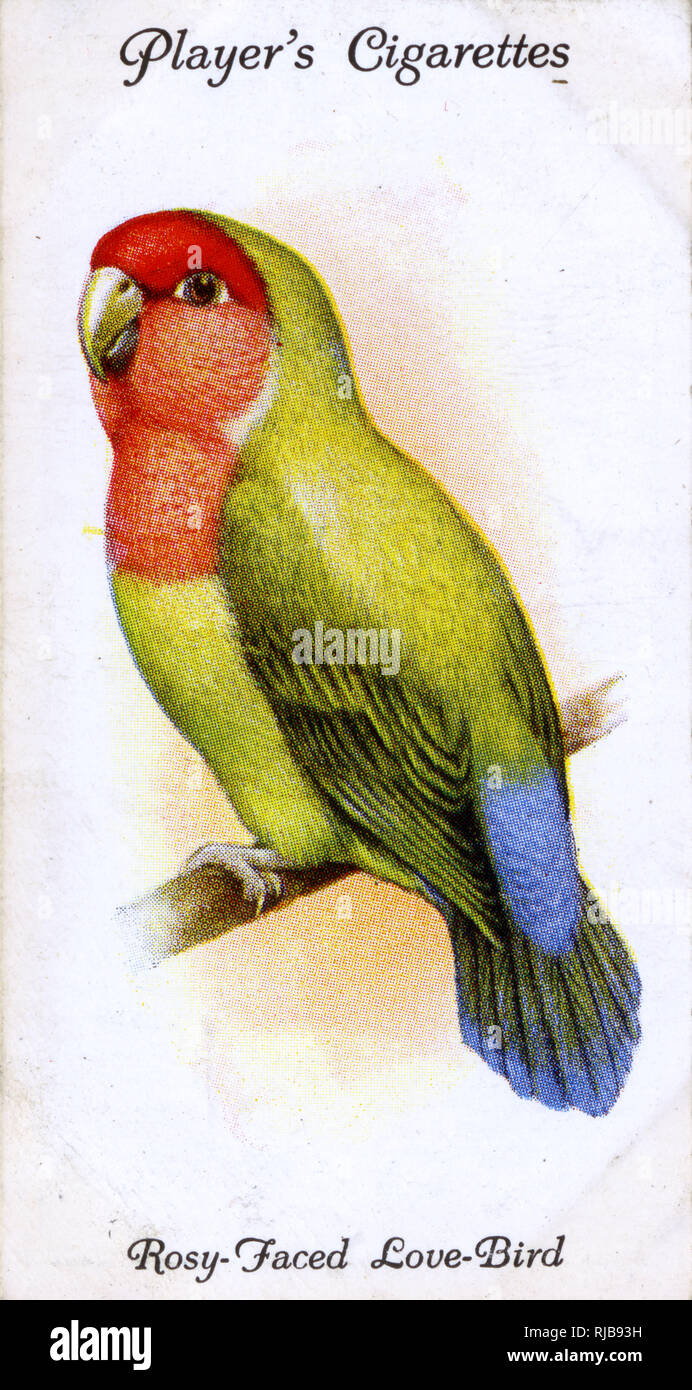 Red Faced Lovebird High Resolution Stock Photography And Images - Alamy 1390_X_692_jpg