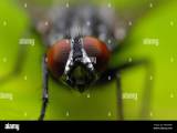 Stubenfliege Hi Res Stock Photography And Images Alamy
