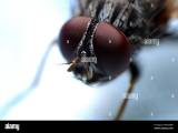 Stubenfliege Makro Hi Res Stock Photography And Images Alamy
