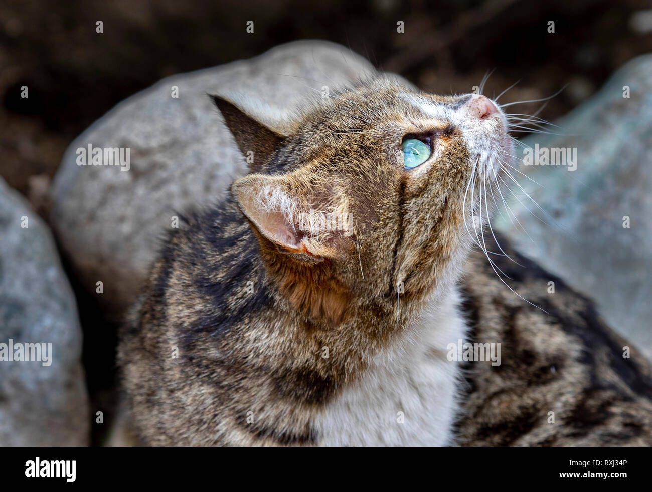 Wild cats pets hi-res stock photography and images