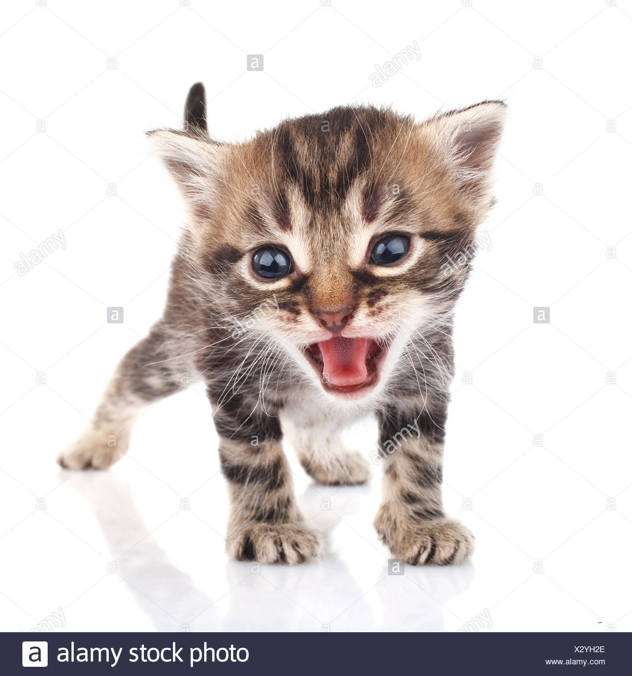 Tabby Kitten Crying Stock Photo Alamy