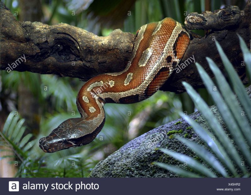 Blood Python Python Curtus Stock Photo Alamy - Retina Light Patterns for Desktop